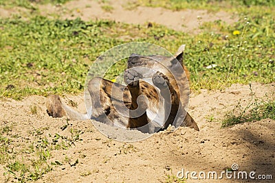 Hyena lying on its back with paws up in a sand pit enjoying the sun being lazy Stock Photo
