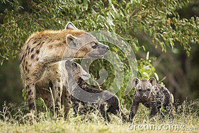 Hyena mother and her two baby hyenas in Masai Mara in Kenya Stock Photo