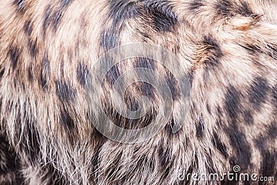 Hyena pattern Stock Photo