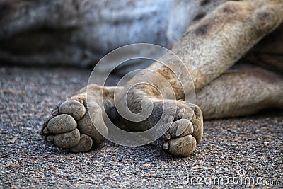 Hyena Paws Stock Photo
