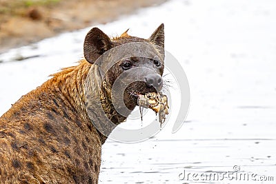 A hyena pops up the remains of a cadaver Stock Photo