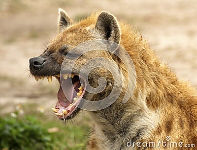 Hyena Powerful Jaws Stock Photo