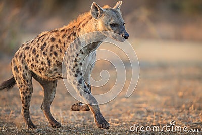 Hyena Stock Photo