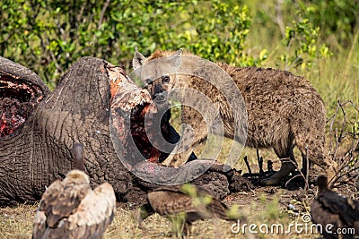 Hyena and vultures at a carcass Stock Photo