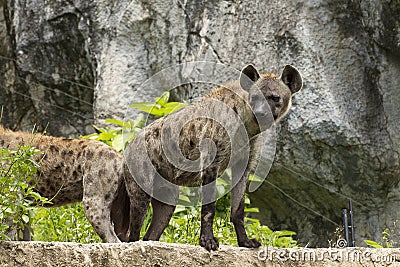 Hyenas. Stock Photo