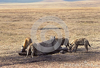 Hyenas Stock Photo