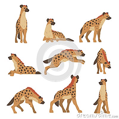 Hyenas as Carnivore Mammal with Spotted Coat and Rounded Ears Sitting, Standing and Running Vector Set Vector Illustration
