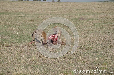 Hyenas in Kenya Eating Wildabeast after Lions are finished Stock Photo