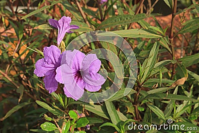 Hygrophila erecta (Burm.)Hochr. flower Stock Photo