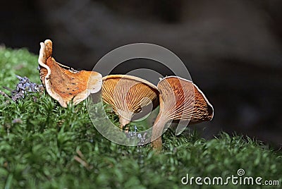 Hygrophoropsis aurantiaca, commonly known as the false chanterelle, is a species of fungus in the family Hygrophoropsidaceae Stock Photo