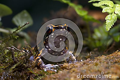 Hylarana picturata frog closeup Stock Photo