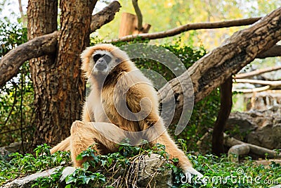 Hylobates pileatus Stock Photo