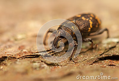 Hylobius abietis Stock Photo