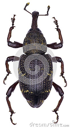 Hylobius abietis beetle specimen Stock Photo