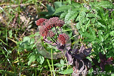 Hylotelephium telephium (Ice plant) flowers. Stock Photo