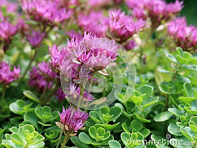 Hylotelephium telephium or Sedum telephium known as orpine, livelong, frog`s-stomach, harping Johnny, life-everlasting, live-forev Stock Photo