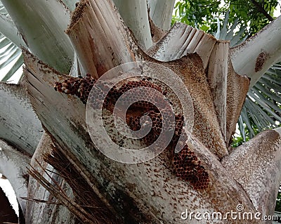 Hymenoptera build a hexagonal nest on the palm branch Stock Photo