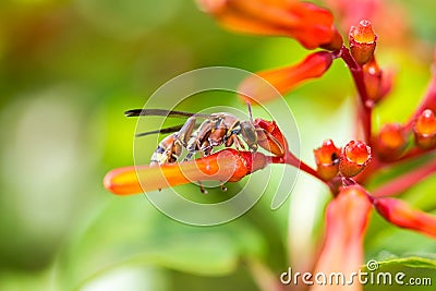 Hymenoptera on orange flower Stock Photo