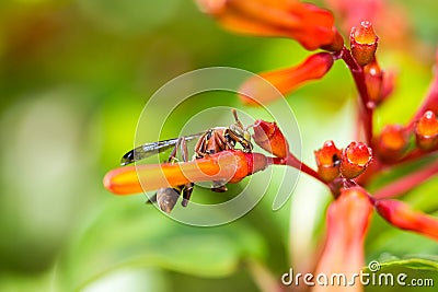 Hymenoptera on orange flower Stock Photo