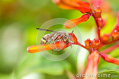 Hymenoptera on orange flower Stock Photo