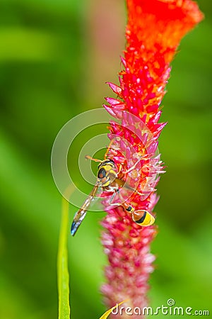 Hymenoptera on red flower Stock Photo