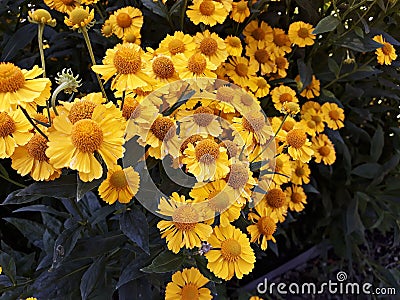 Alpine Sunflower also called Old Man of the Mountains or Mountain Sunflower Hymenoxys Grandiflora Stock Photo