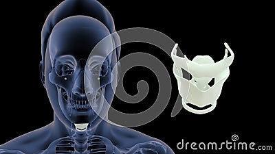 Human Skeleton Skull Bone - throat Bone Stock Photo