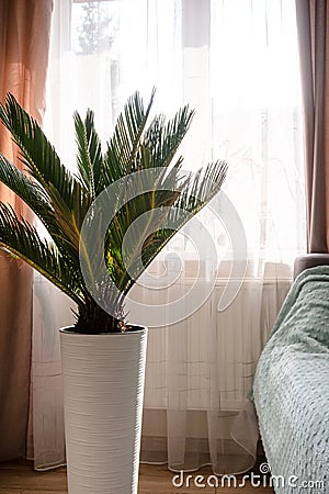 Hyophorbe palm tree in the pot. Palm tree cycas revoluta in the room with natural sunlight. Palm flowerpot interior photo. Stock Photo