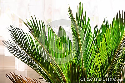 Hyophorbe palm tree in the pot. Palm tree cycas revoluta in the room with natural sunlight. Palm flowerpot interior photo. Stock Photo