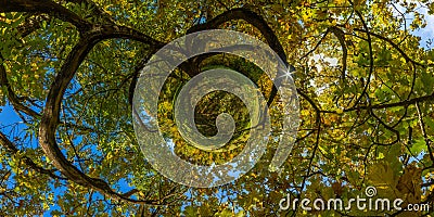 hyperbolic little planet projection of spherical panorama under yellow oak at sunny autumn day in park with blue sky and Stock Photo