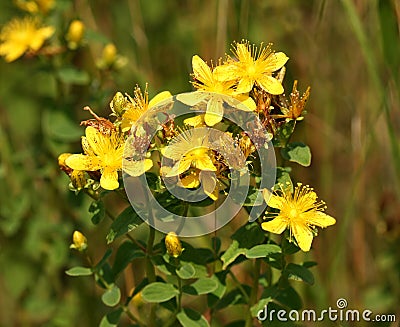 Hypericum flower Stock Photo