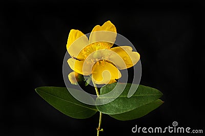 Hypericum flower and foliage against black Stock Photo