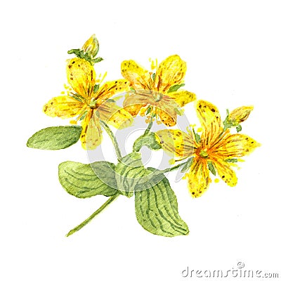 Hypericum flower. John's wort plant. Watercolour Cartoon Illustration