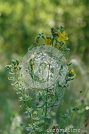 Hypericum perforatum flowers (perforate St John`s-wort or common Saint John`s wort), blanketed by wet spider web Stock Photo