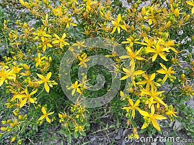 Hypericum perforatum, known as St John`s wort, common or perforate St John`s-wort. Turkish known as Stock Photo