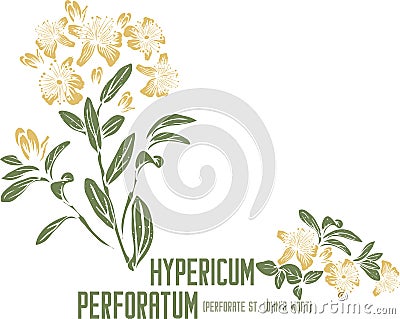 Hypericum perforatum silhouette in color image vector illustration Vector Illustration