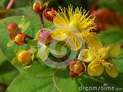 Hypericum - St Johns Wort Stock Photo