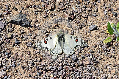 The Hypermnestra helios butterfly , butterflies of Iran Stock Photo