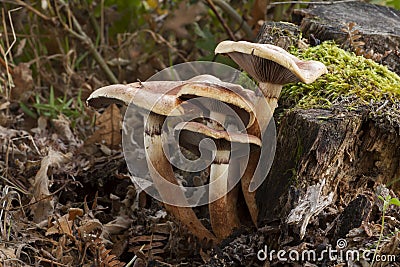 Hypholoma sublateritium growing on a dead log Stock Photo