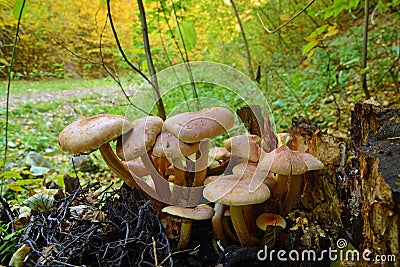 Hypholoma sublateritium mushroom Stock Photo