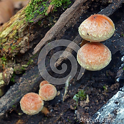 Hypholoma sublateritium mushroom Stock Photo