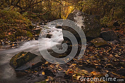 A hypnotically flowing river with fallen leaves in golden autumn colors. Stock Photo
