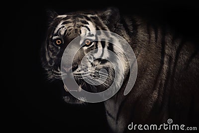 Hypnotized tiger Stock Photo