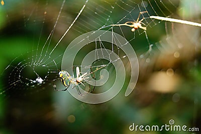 Hypnotizing photograph of a colorful spider having lunch. Stock Photo