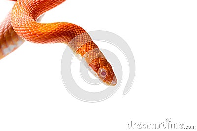 Hypo fire corn snake Stock Photo