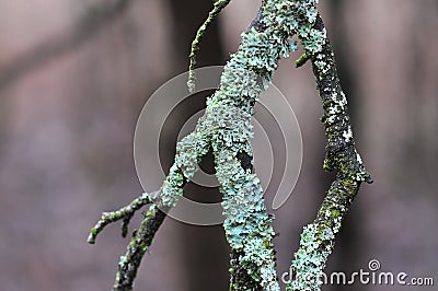 Hypogymnia physodes lichenized fungi growing on a branch Stock Photo