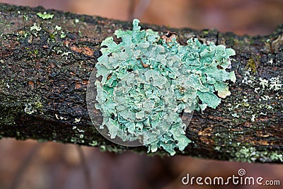 Hypogymnia physodes (monk's-hood lichen) lichen on tree branchcloseup selective focus Stock Photo