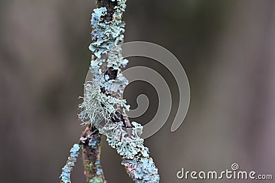 Hypogymnia physodes and Usnea filipendula fishbone beard lichen Stock Photo