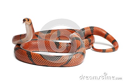 Hypomelanistic aberrant Honduran milk snake, Lampropeltis triangulum hondurensis Stock Photo