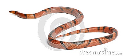 Hypomelanistic aberrant Honduran milk snake, Lampropeltis triangulum hondurensis Stock Photo